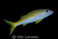 Fish by Vito Lorusso 